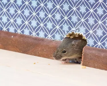 rodent peaking out of a wall