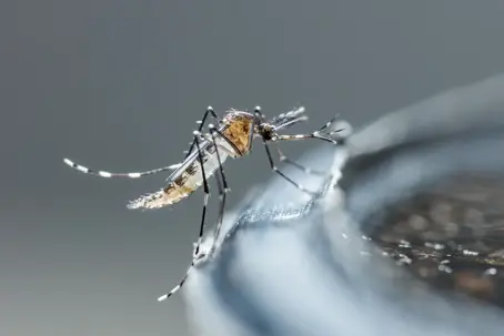 mosquito on the edge of a bird bath