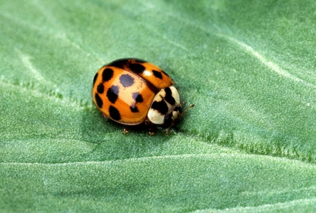 ladybug on a leaf