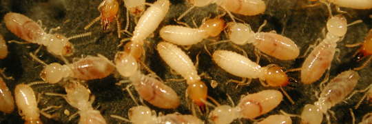 termites on the ground