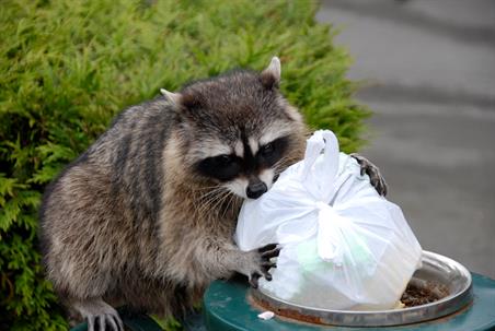 a raccoon rummaging through a trashcan