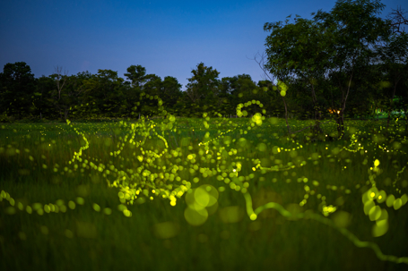 A meadow scene shows fireflies lighting up the night
