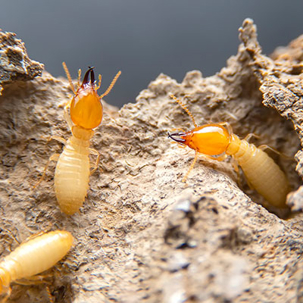 two termite soldiers crawling on wood
