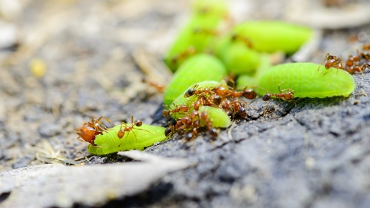 Several ants surround and consume bright green caterpillars
