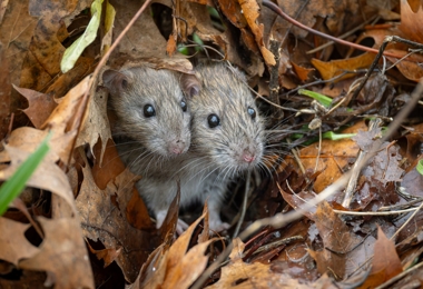 Rodent Control