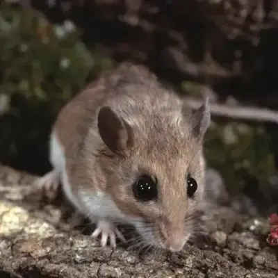 Deer Mice