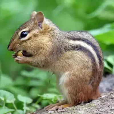 Chipmunks