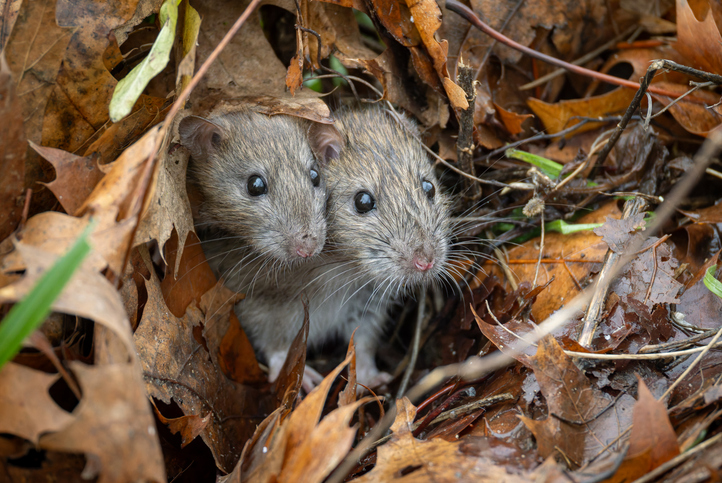 Rodent Control