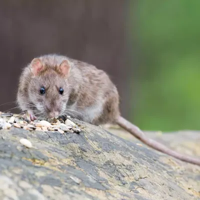 norway_rat