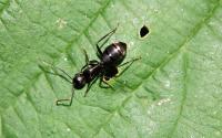 Argentine ants