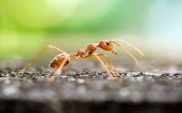 fire ants