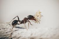 odorous house ants