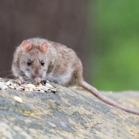 rodent on tree branch