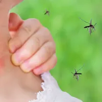 mosquitoes swarming and biting a girl on the neck