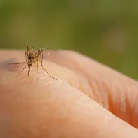 mosquito on a hand