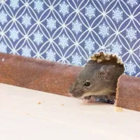 rodent peaking out of a wall
