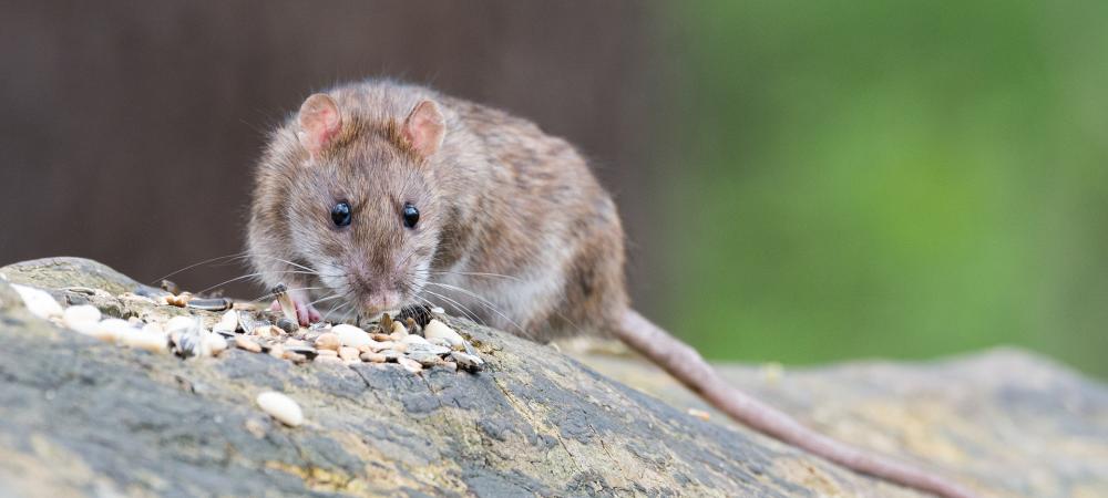 rodent on tree branch