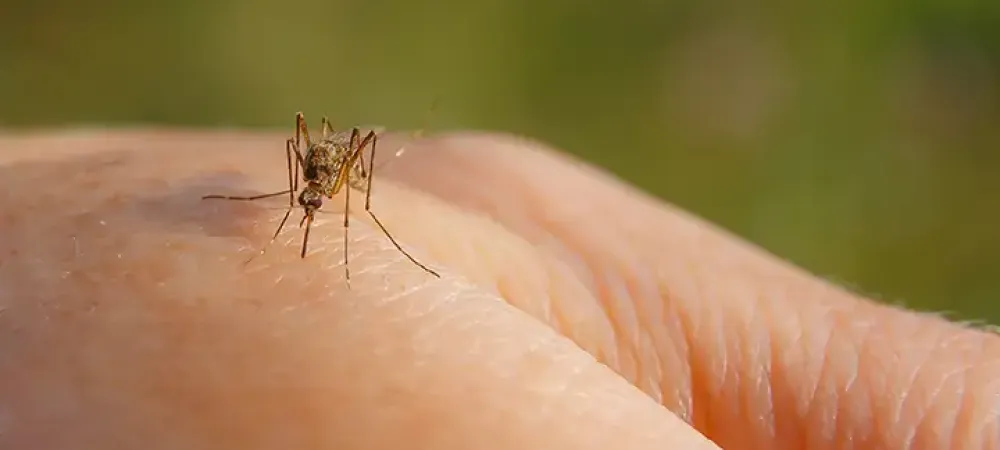 mosquito on a hand