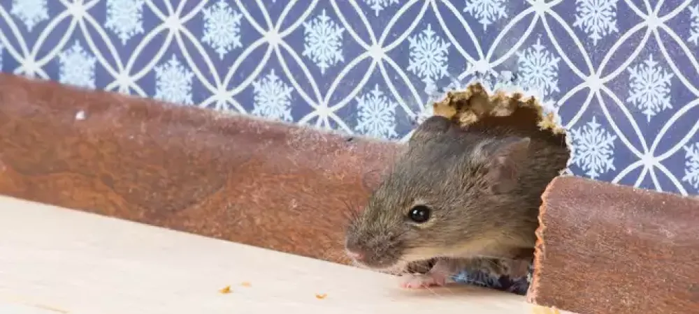 rodent peaking out of a wall