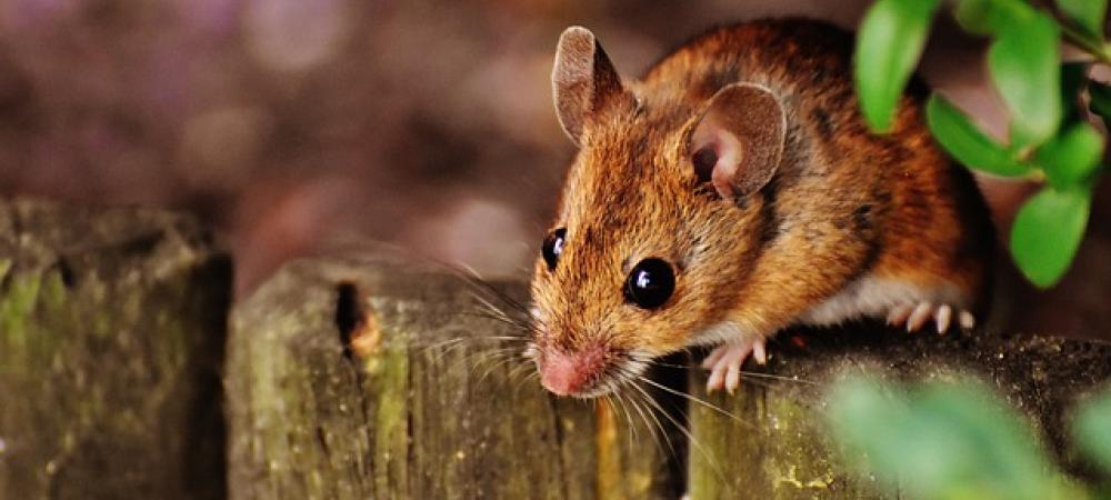 mouse outside of home mouse-in-backyard