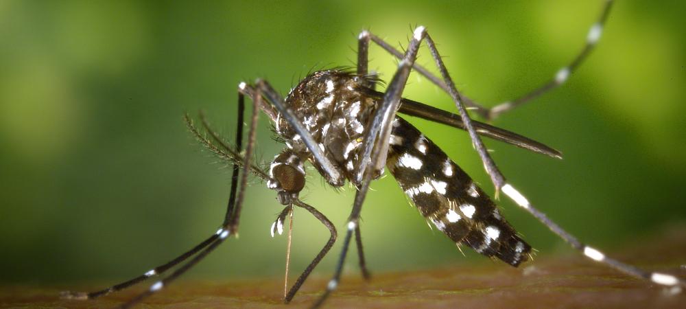 tiger mosquito in TN