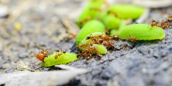 pharaoh ants