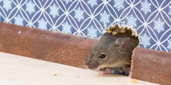 rodent peaking out of a wall