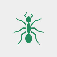 green ant on a gray background to represent pest control