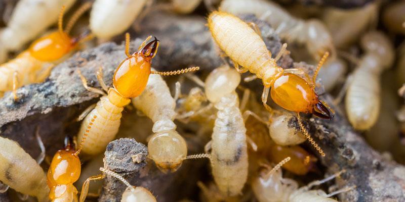 termite colony in tennessee