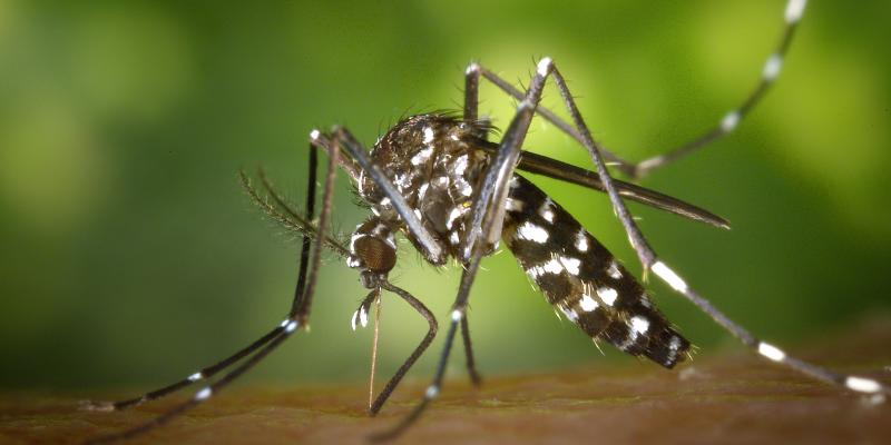 tiger mosquito in TN