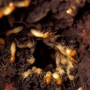 termites on wood eating 