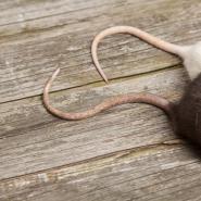 Rat tails on wooden floor