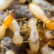 termite colony in tennessee