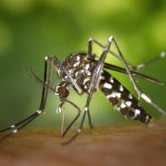 tiger mosquito in TN